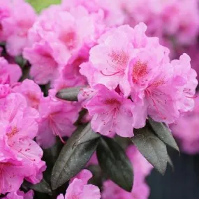 Black Hat Rhododendron